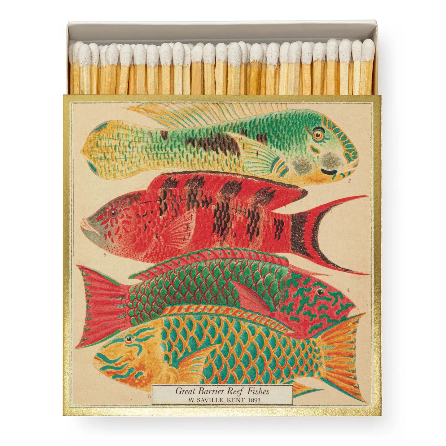 Natural History Museum Fish | Square - Safety Matches